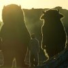 Spike Jonze Sets Up <em>Where the Wild Things Are</em> Blog