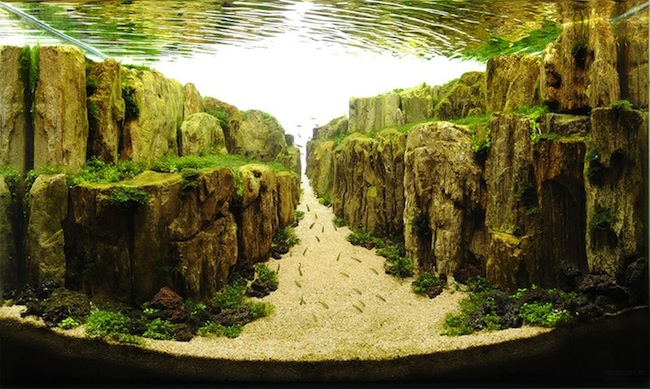 AquaticArt2.jpg