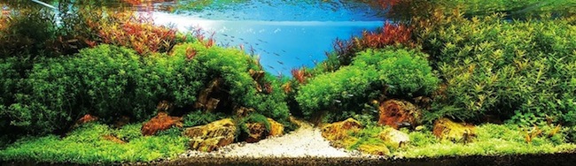 AquaticArt3.jpg