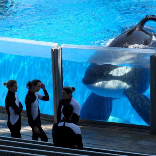 <i>Blackfish</i>