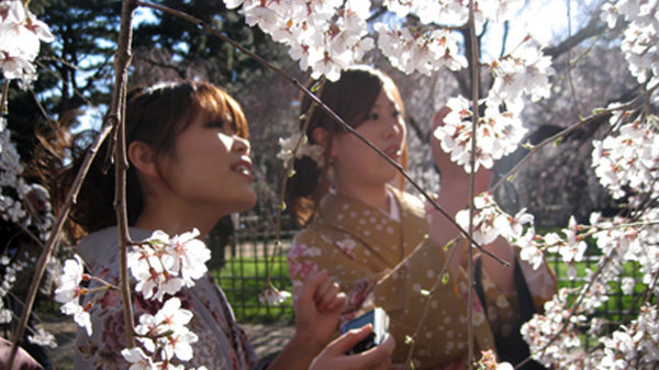 The-Tsunami-and-the-Cherry-Blossom.0.jpg