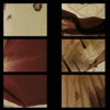 Salute Your Shorts: The Aggressive, Gorgeous Films of Stan Brakhage