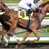 HBO Cancels <i>Luck</i> After Horses Die