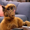 An <i>ALF</i> Movie is Underway