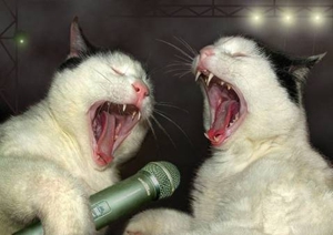Shop Talk: 10 Reasons Adorable Singing Cats are the Future of the Music Industry