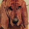 Ty Segall: <em>Goodbye Bread</em>