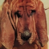 Marty Marquis of Blitzen Trapper Re-Records Ty Segall's <i>Goodbye Bread</i> With Synthesizers