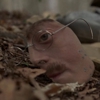 <em>Boardwalk Empire</em> Review: "Gimcrack & Bunkum" (2.5)
