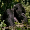 <em>An Idiot Abroad</em>: "Meet a Gorilla" (2.5)