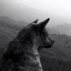 Watch The Joy Formidable's Video for "Wolf's Law"