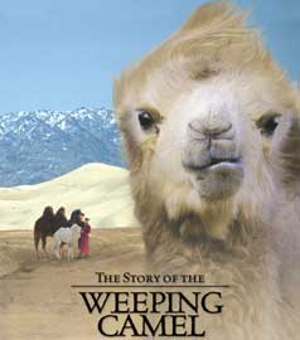 Camel Giving Birth