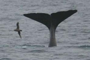 Movie promises a <em>whale</em> of a bloodbath