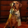 Hipster Puppies Blog Gets a Book Deal
