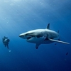 <i>Oceans</i> Review