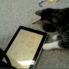 Finally, an iPad Game for Cats!