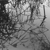 Antony and the Johnsons Ready <em>Swanlights</em> EP
