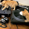 Kittens Show Off Their Turntable Skills