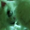 <i>Requiem for a Dream</i> Gets Re-Imagined with Puppets