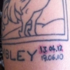 Watch Frank Turner Get Tattooed During His Show at Wembley Stadium