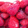 Wild Strawberries