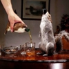 The End of History: A 55% ABV Beer Packaged in a Dead Squirrel
