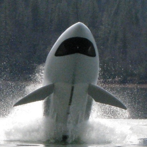 The Shark Boat