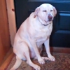 The Guiltiest Dog Ever