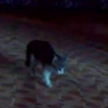 Kitten vs. Scary Monster