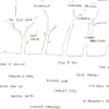 David Byrne Sells Tree Drawings for Charity