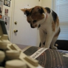 Five Musicians Show Off Their Pets