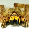 Ten Creatures Named for Entertainers