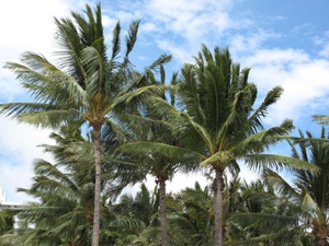 Five Hawaii Travel Tips