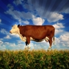 The 10 Best Food Documentaries of All Time