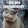 The 20 Best Cats in Pop Culture