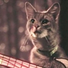 The 12 Best Music Videos Starring Animals