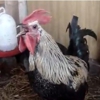 Death Metal Rooster (Awesome of the Day)
