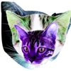 Weird Random Thing of the Day: Meowmania