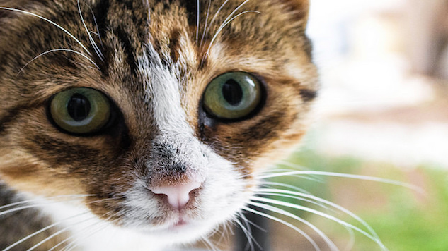 Heart Disease Treatment For Cats May Benefit Humans ...