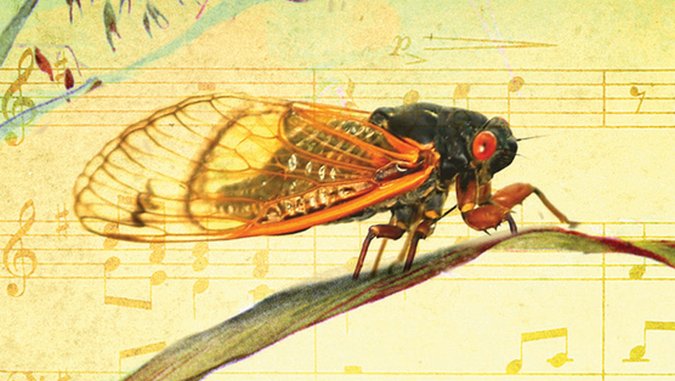 <i>Bug Music</i> by David Rothenberg