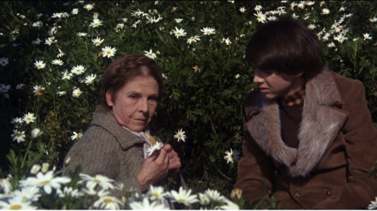 harold-maude.jpg