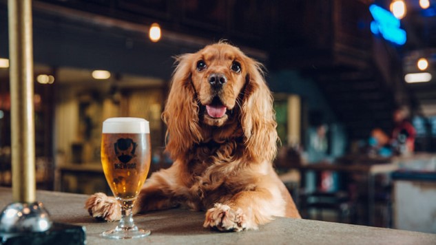 This Colorado Dog Trainer Specializes in Teaching Dogs "Brewery Manners"