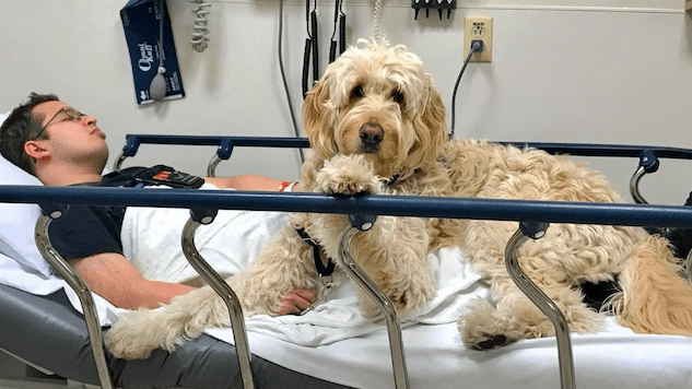 A Goldendoodle Saves a Life in This Exclusive Excerpt from <i>Doctor Dogs</i>