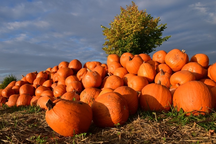 pumpkins_pixabay.jpg