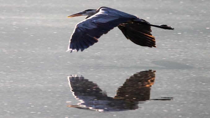 Birds of Atlanta: A New Atlanta Bird for Every Day