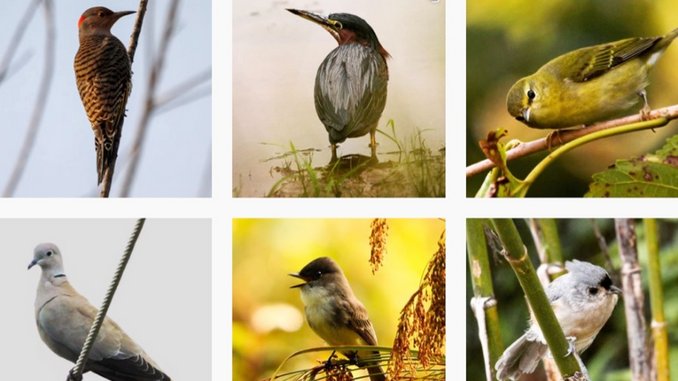 100 Birds in 100 Days&#8212;Paste Editor Finds a Salve for Social Distancing