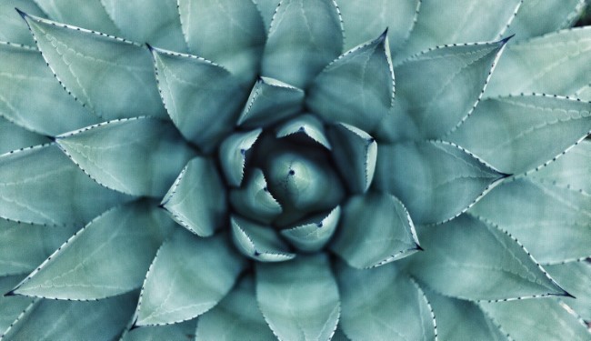 agave-unsplash-erol-ahmed-inset.jpg