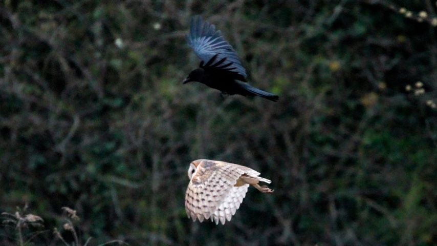 barn-owl-crow.jpg