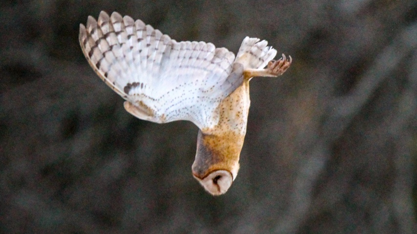 barn-owl-diving.jpg