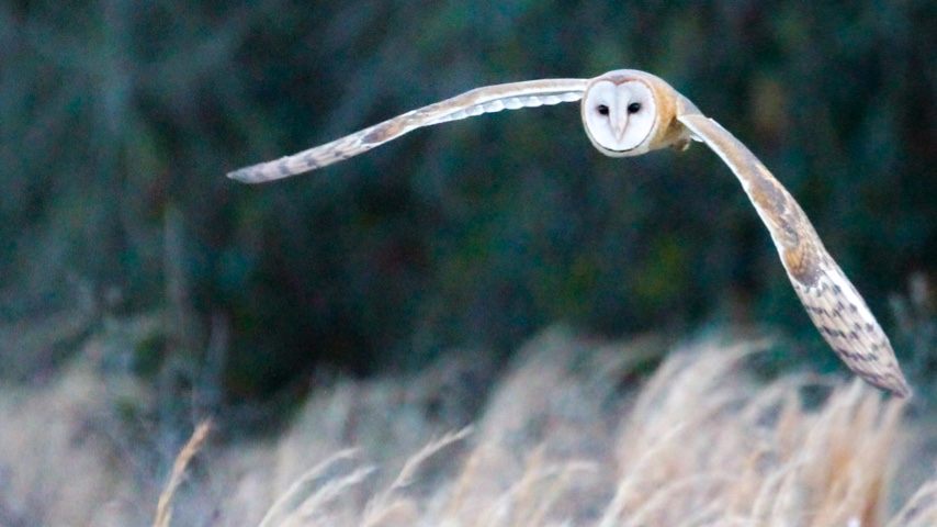 barn-owl-facing-2.jpg