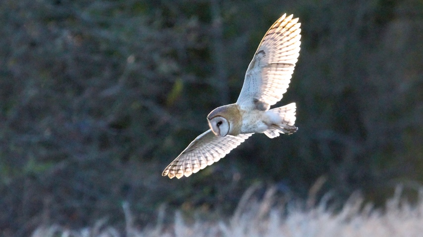 barn-owl-sunlit.jpg